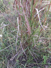 Schizachyrium microstachyum