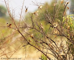 Quelea quelea aethiopica