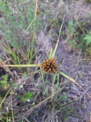 Cyperus polystachyos