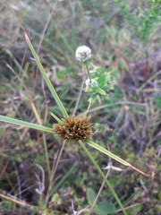 Cyperus polystachyos