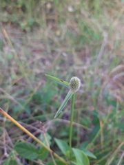 Cyperus obtusatus