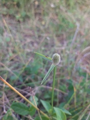 Cyperus obtusatus