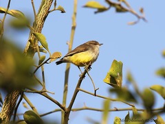 Eremomela icteropygialis