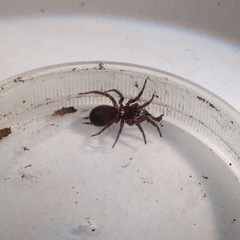 Microhexura idahoana