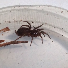 Microhexura idahoana