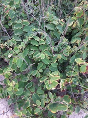 Dalbergia ecastaphyllum