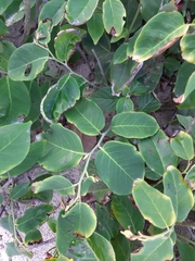 Dalbergia ecastaphyllum
