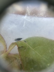 Taphrocerus gracilis