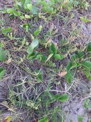 Dysphania retusa