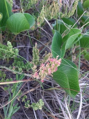 Dysphania retusa