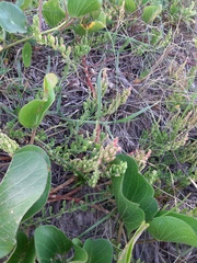 Dysphania retusa