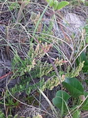 Dysphania retusa