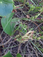 Dysphania retusa
