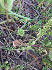 Dysphania retusa