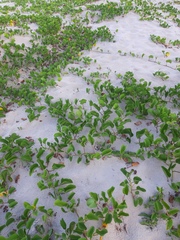 Ipomoea pes-caprae
