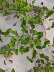 Ipomoea pes-caprae