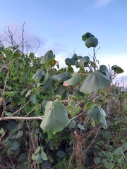 Hibiscus tiliaceus pernambucensis
