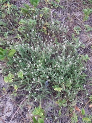 Polygala cyparissias