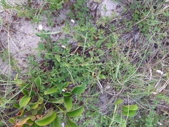 Ipomoea cairica