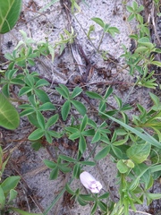 Ipomoea cairica