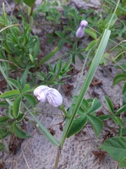 Ipomoea cairica