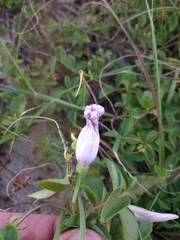 Ipomoea cairica