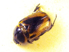 Ancognatha ustulata