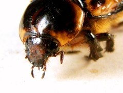 Ancognatha ustulata