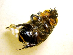 Ancognatha ustulata