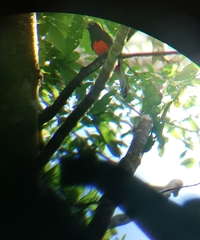 Trogon bairdii