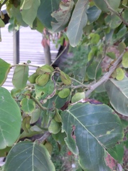 Dalbergia ecastaphyllum