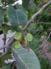 Dalbergia ecastaphyllum