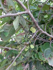 Dalbergia ecastaphyllum