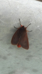 Phragmatobia