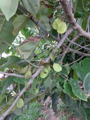 Dalbergia ecastaphyllum