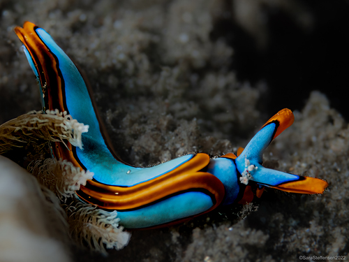 Photo of Lineolate thuridilla (Thuridilla lineolata)