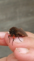 Phragmatobia
