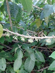 Iochroma arborescens
