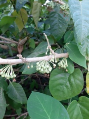 Iochroma arborescens