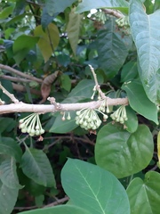 Iochroma arborescens