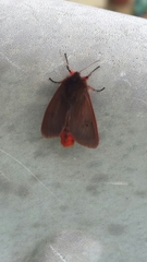 Phragmatobia