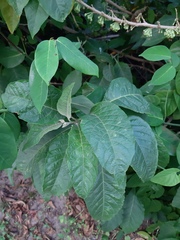Iochroma arborescens
