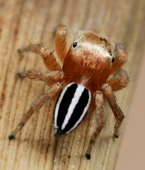 Evarcha striolata