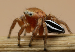 Evarcha striolata