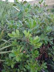 Myrsine parvifolia