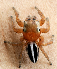 Evarcha striolata