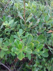 Myrsine parvifolia