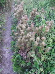 Schizachyrium microstachyum