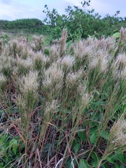 Schizachyrium microstachyum