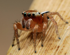 Evarcha striolata